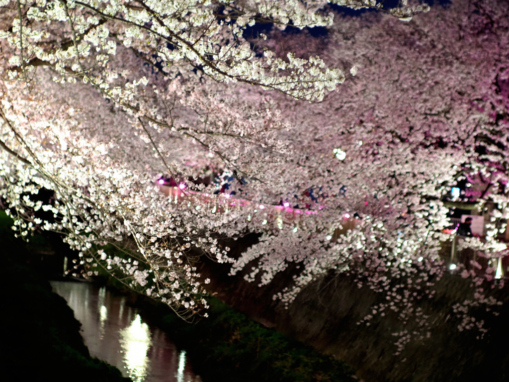 桜のピンクは