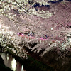 桜のピンクは