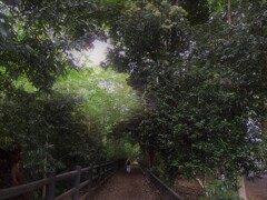 玉川上水の遊歩道