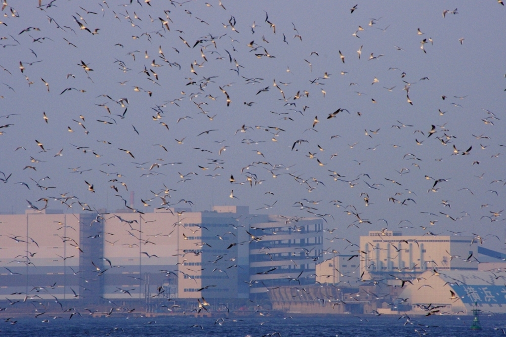 横浜港のカモメの群れ
