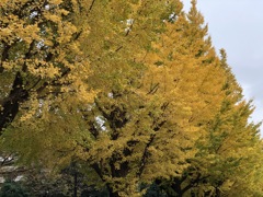 綺麗な黄葉です