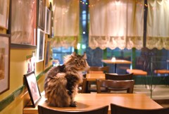 中一光学 CREATOR 35mm F2.0