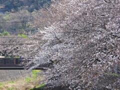 小桜並木