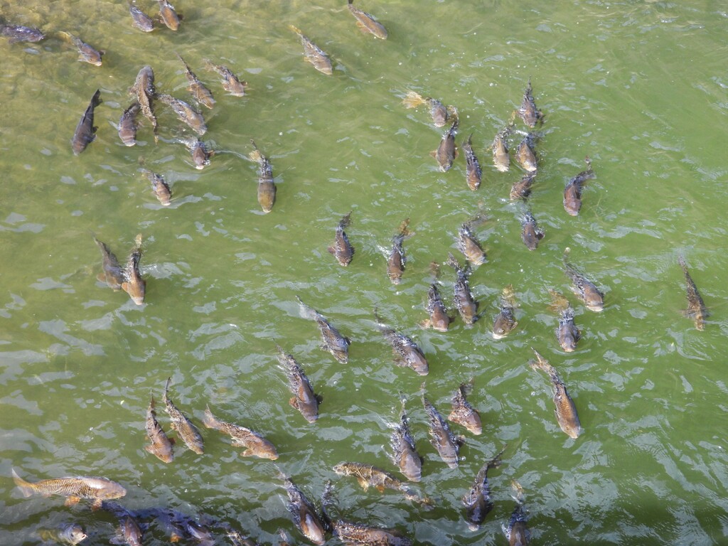 8時だョ！全員集合