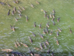 8時だョ！全員集合