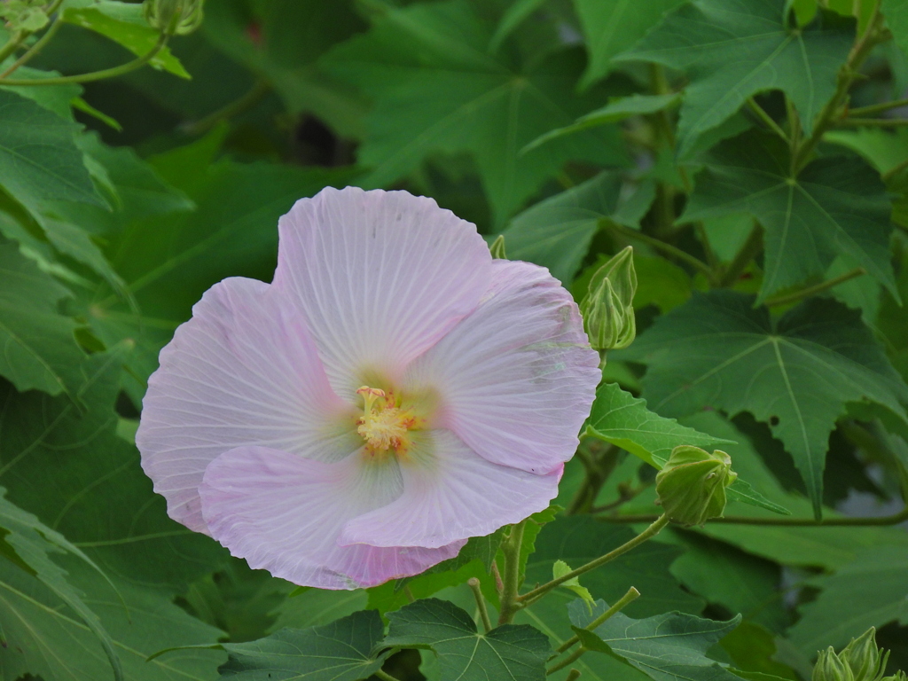 ニコンのピンク