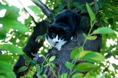 木下り猫2