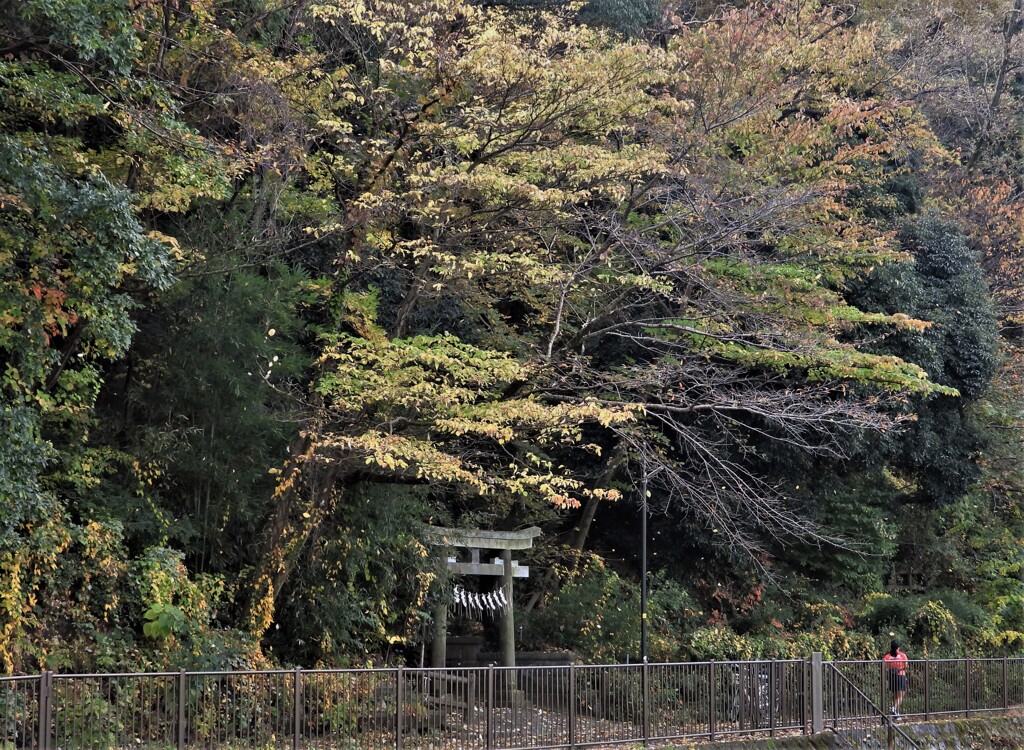 鎮守の森