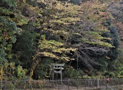 鎮守の森