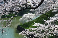 お濠の桜