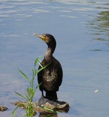 カワウ