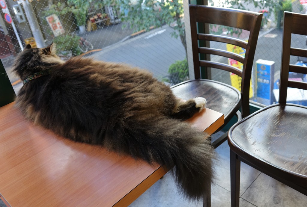 今日もモフモフ