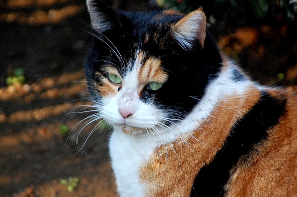よせよ、照れるじゃないか