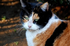 よせよ、照れるじゃないか