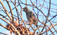 よく鳴くヒヨドリ