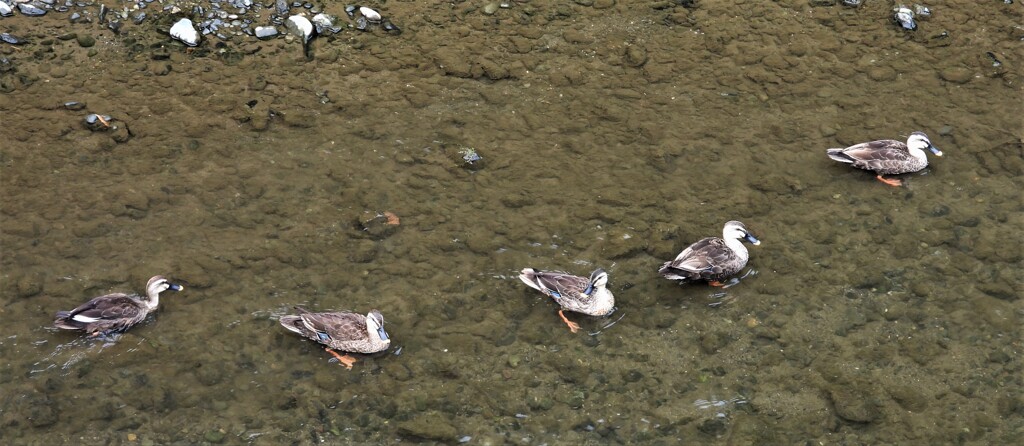 大きくなりました