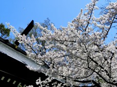 桜と神門の千木