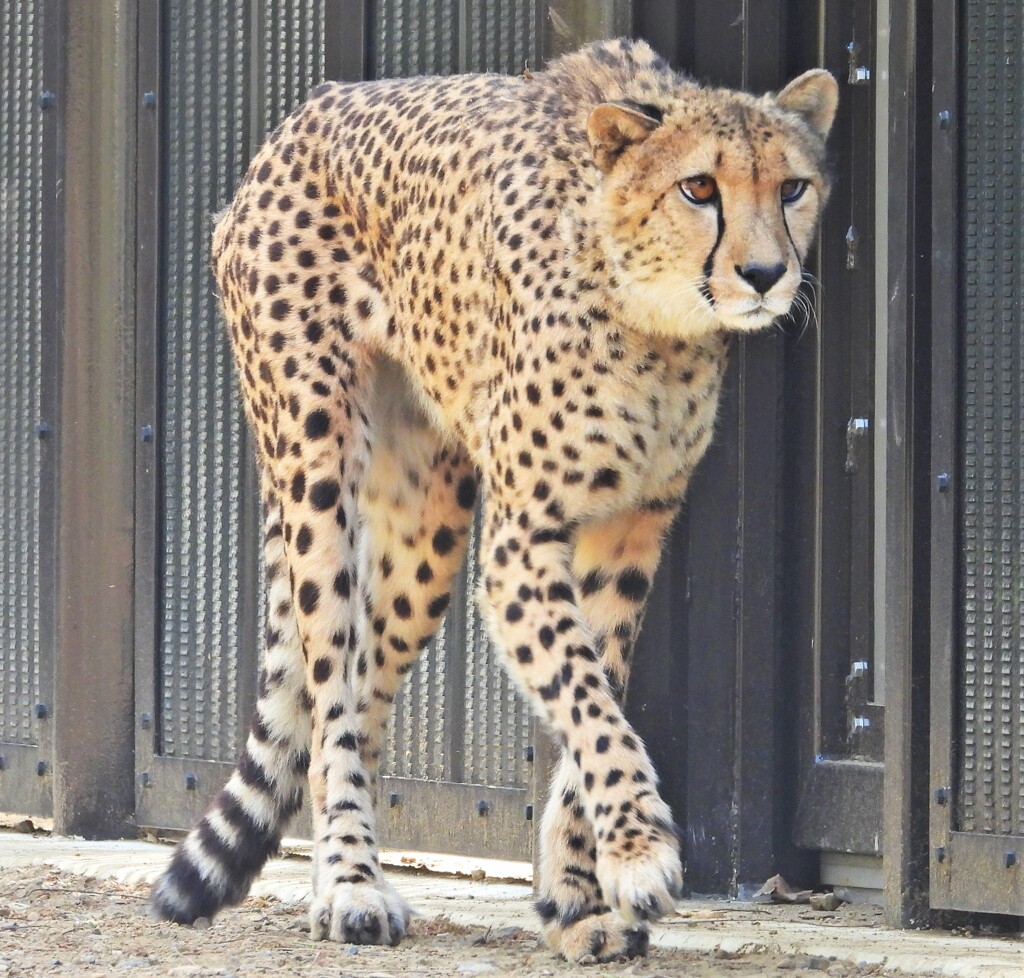 どんな手触り感？