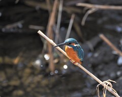 カワセミ三昧