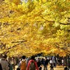 上野の花見か