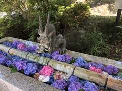 HANA BIYORIへ行く