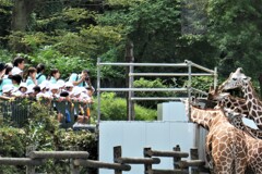 キリンさんとお子たち