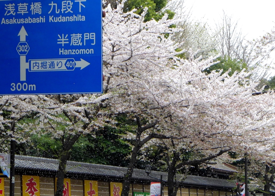 桜吹雪が始まった！