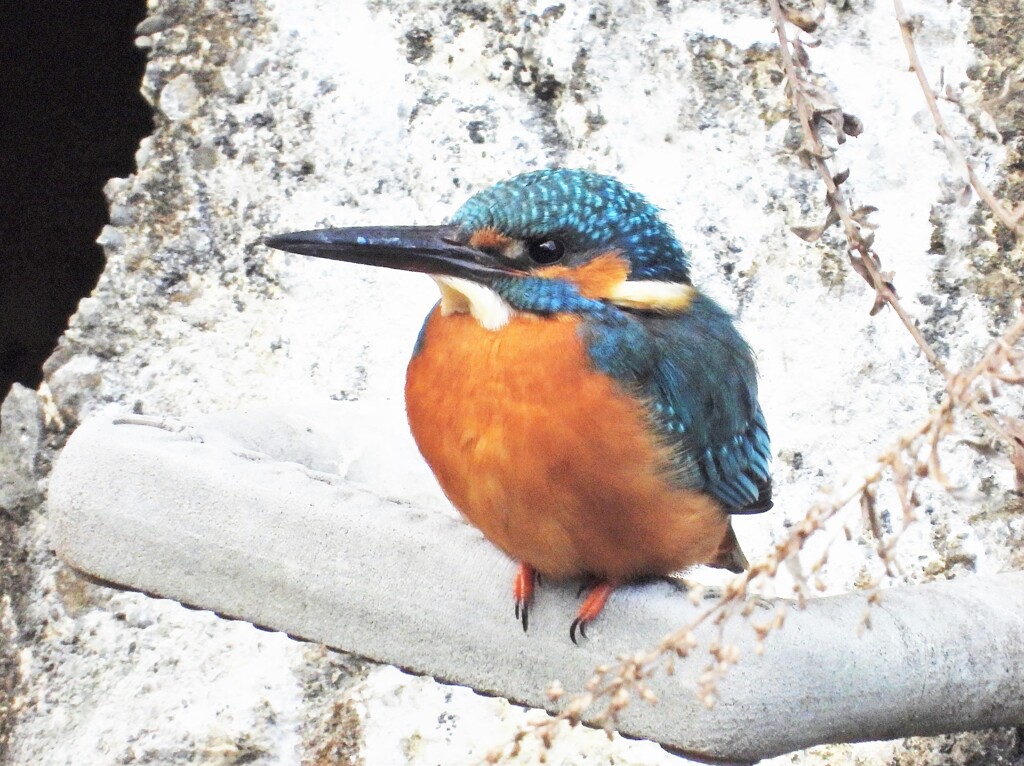一羽目のカワセミ