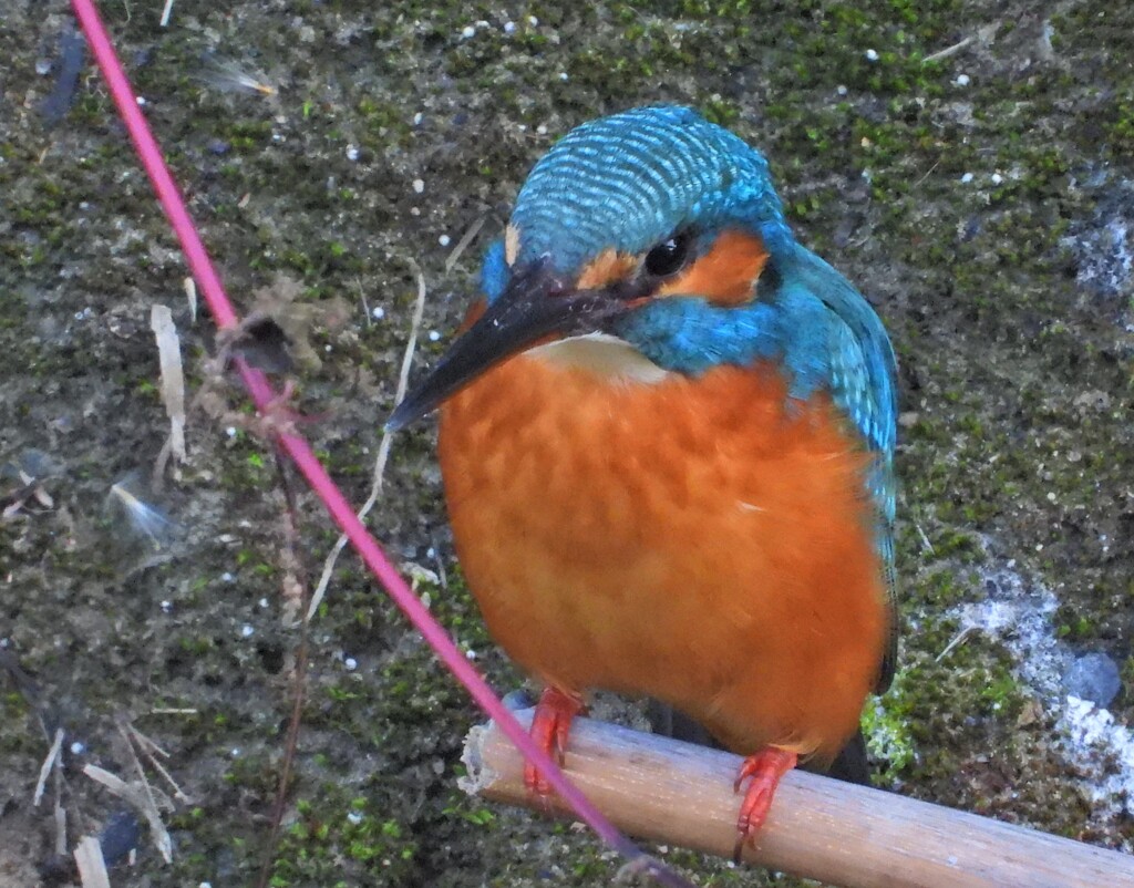 赤い糸で結ばれて