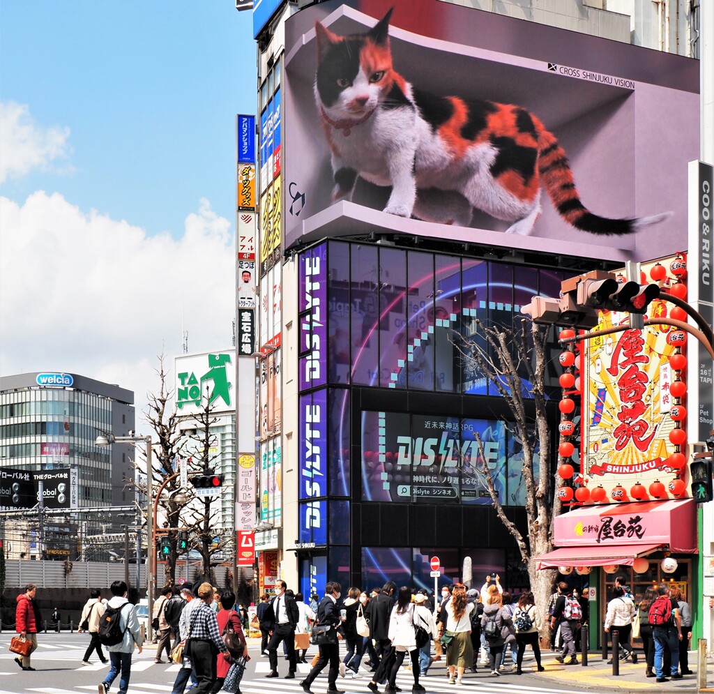 立体ビジョンの三毛猫２