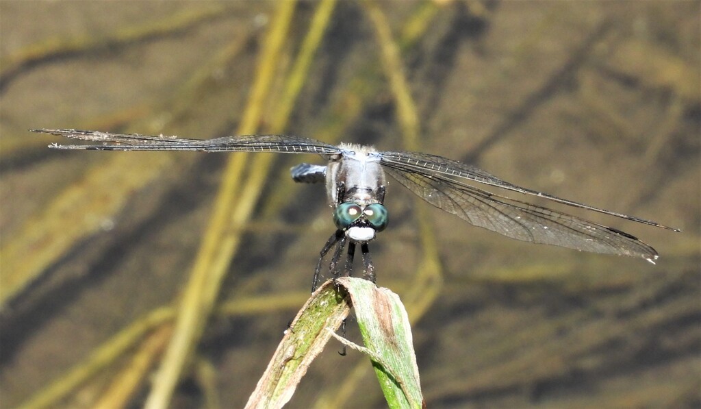 シオカラトンボ