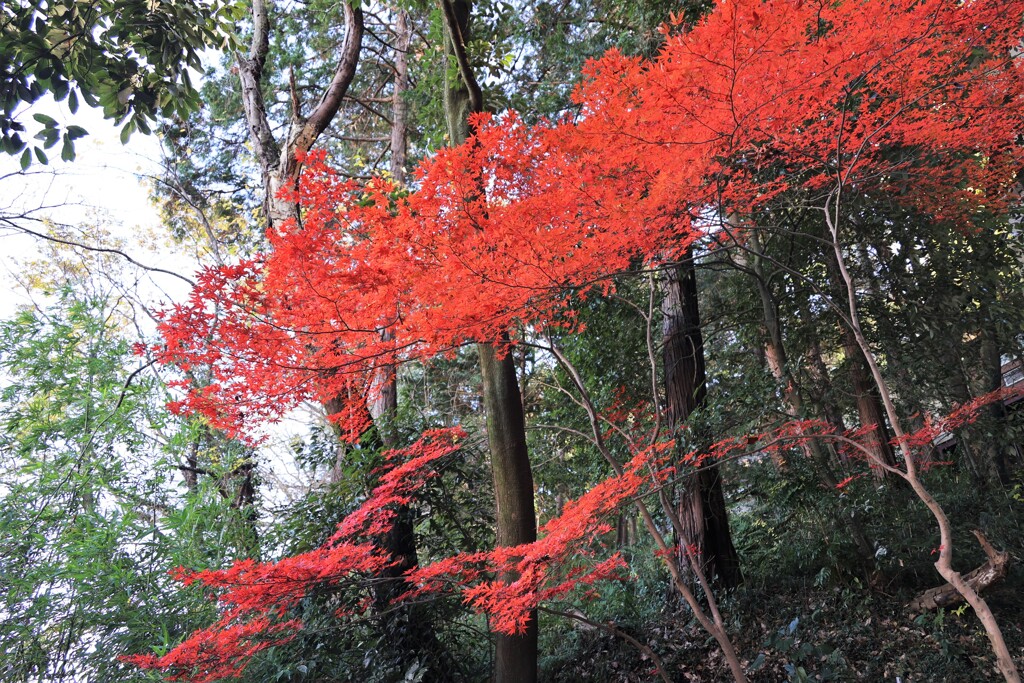 鮮やかな紅葉