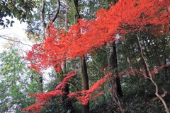 鮮やかな紅葉