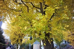 燃える黄葉