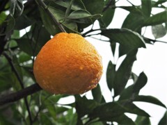 柑橘類としか