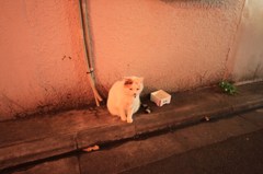 ゴールデン街のネコたち