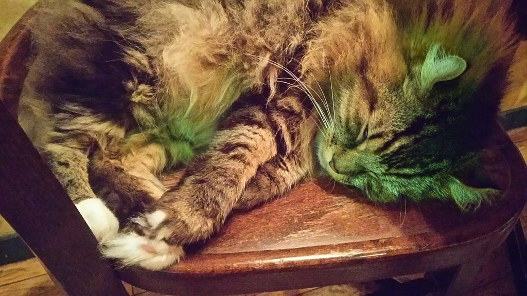 化け猫　カイ君