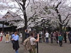人気の桜の標準木