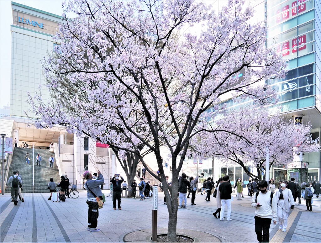 新宿駅東南口の桜