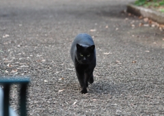 魔法使いの弟子