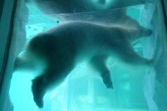 シロクマさん