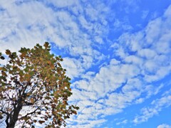 蒼穹の空