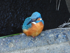 １羽目のカワセミⅠ