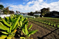 市街化区域農地