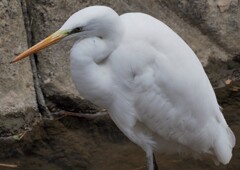 トーン描写も満足