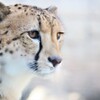 神のデザイン