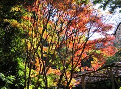 菖蒲園
