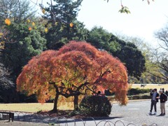 希少な紅葉