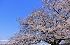 こちらは九分咲き