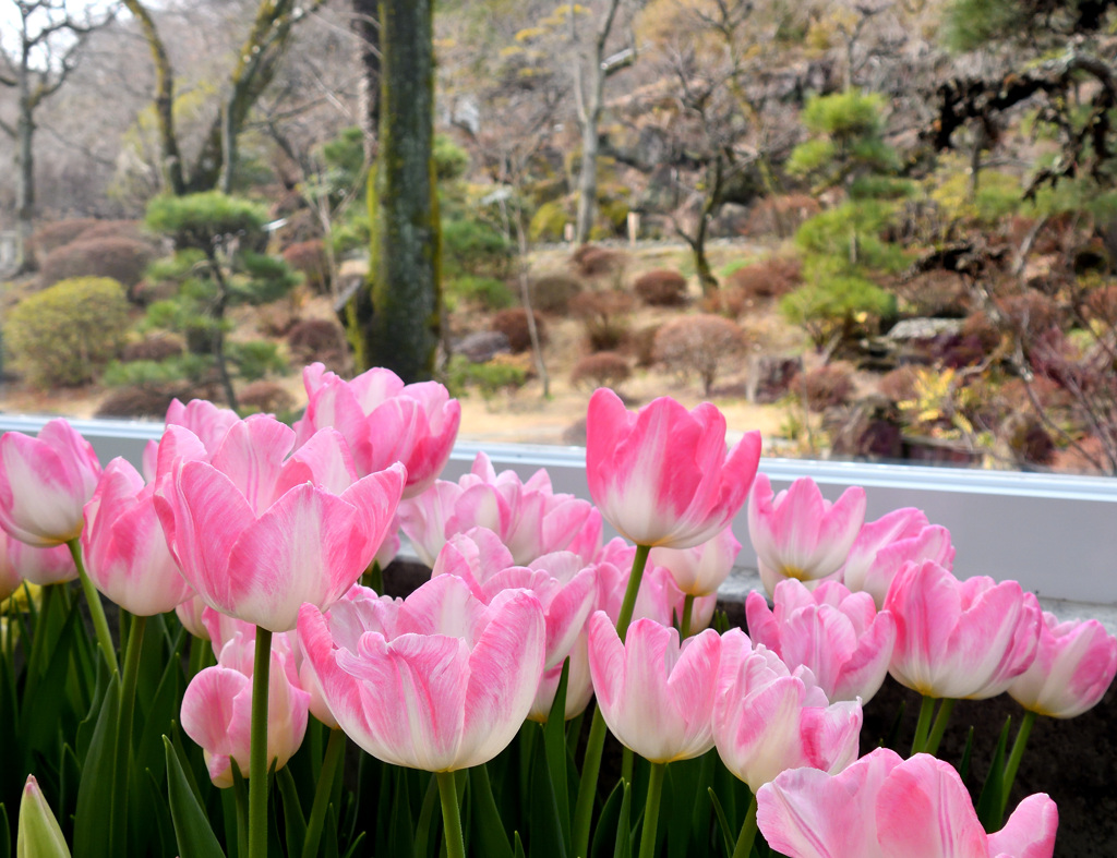 チューリップ越しの日本庭園